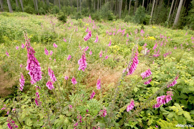 Vingerhoedskruid op een kapvlakte