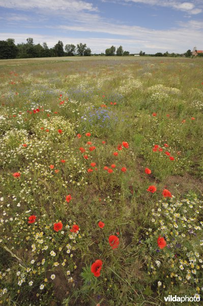 Bloemrijke akker