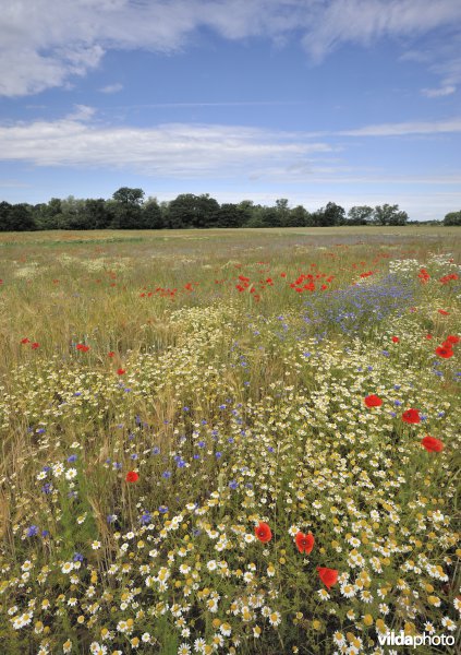 Bloemrijke akker