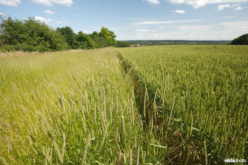 Perceelsrandenbeheer