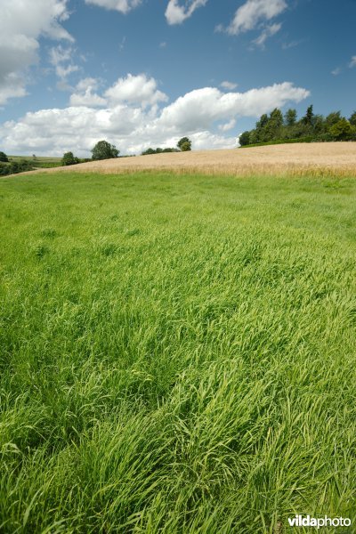 Grasbufferstrook tegen erosie