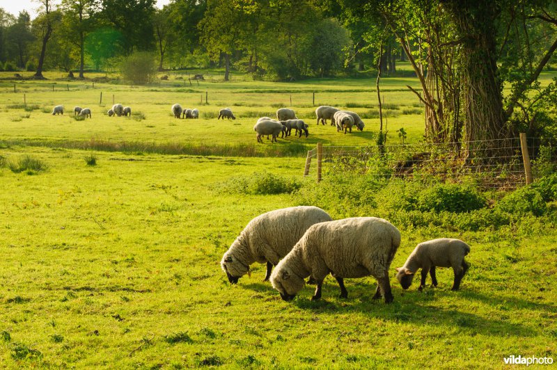 Schapen langs het Anlooërdiep