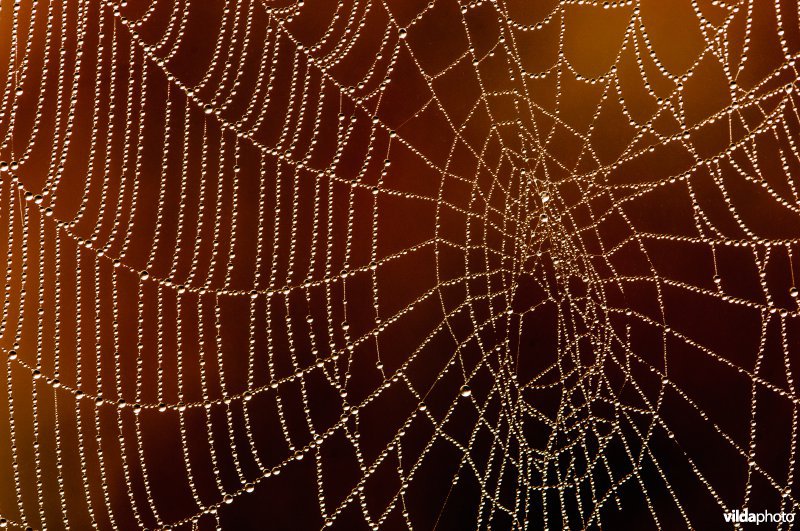 Spinnenweb tussen grashalmen