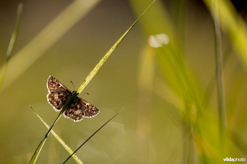 Bretons spikkeldikkopje