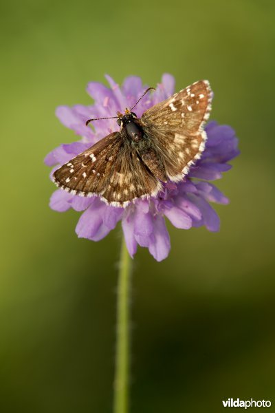 Bretons spikkeldikkopje