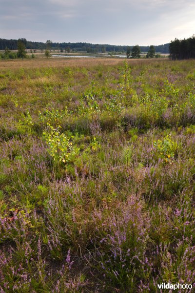 Ontwikkeling van droge heide op geplagd terrein