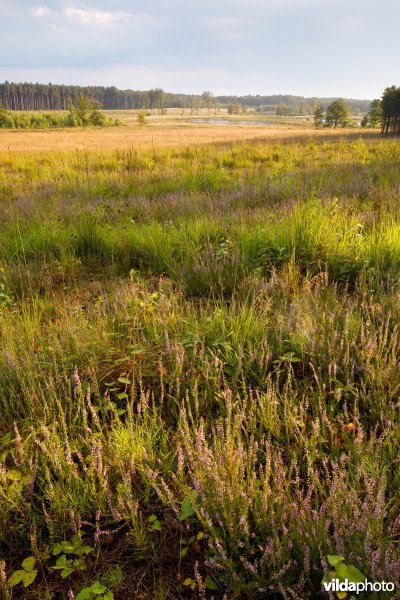 Ontwikkeling van droge heide op geplagd terrein