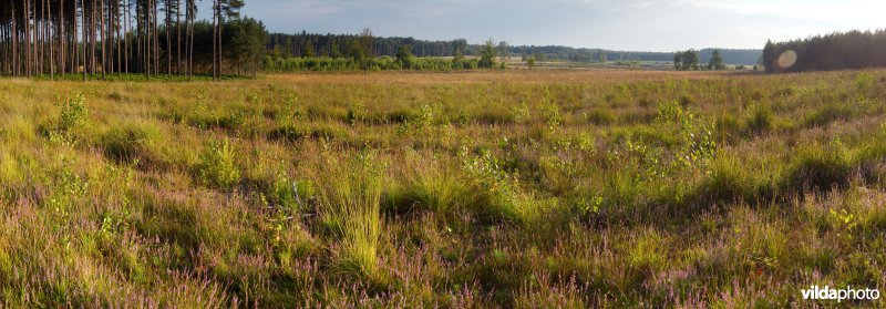 Heideontwikkeling na plagwerken