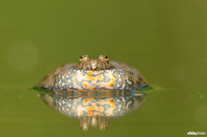 Kwakende Roodbuikvuurpad