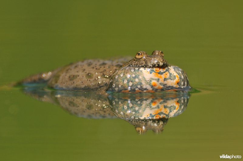 Kwakende Roodbuikvuurpad
