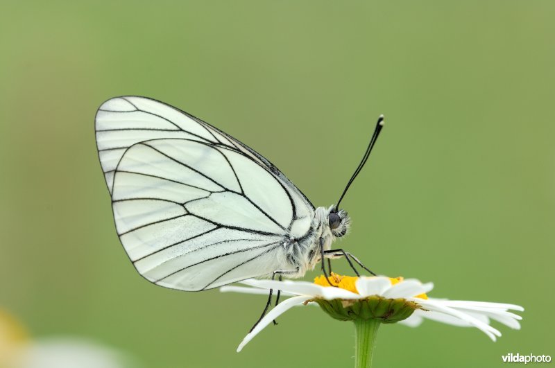 Groot geaderd witje