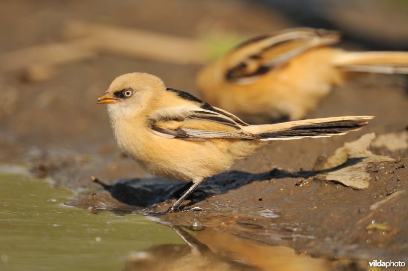 Juveniele Baardman
