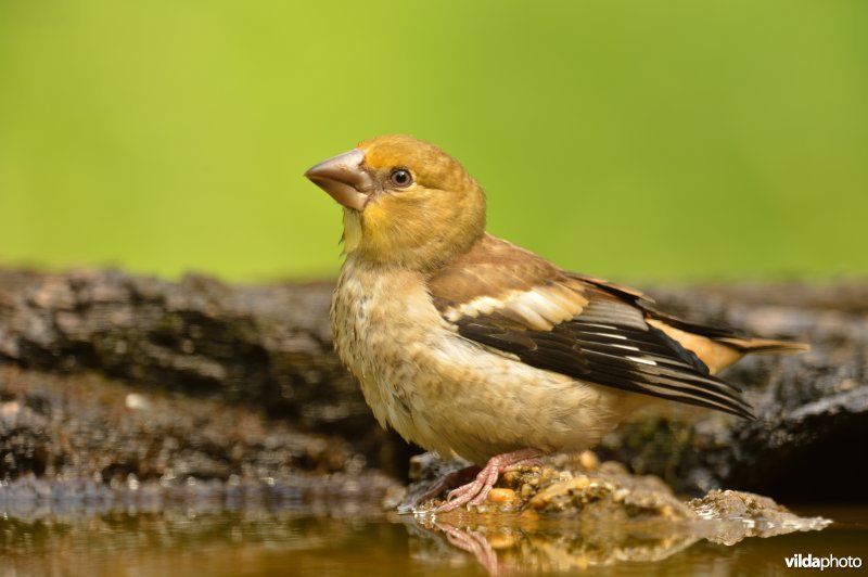 Appelvink