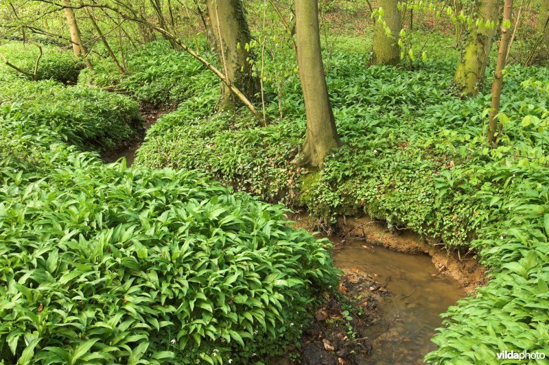 Bosreservaat Parikebos