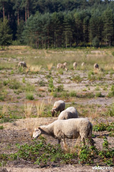 Begrazing door schapen