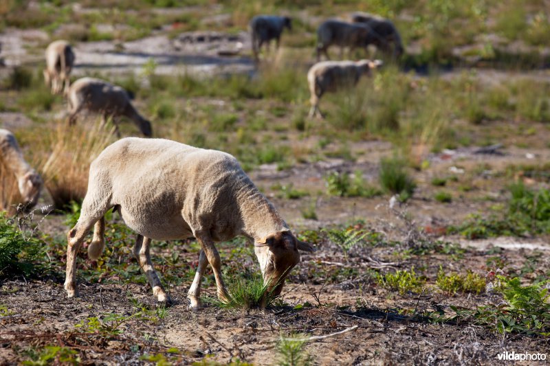 Begrazing door schapen