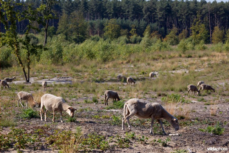 Begrazing door schapen