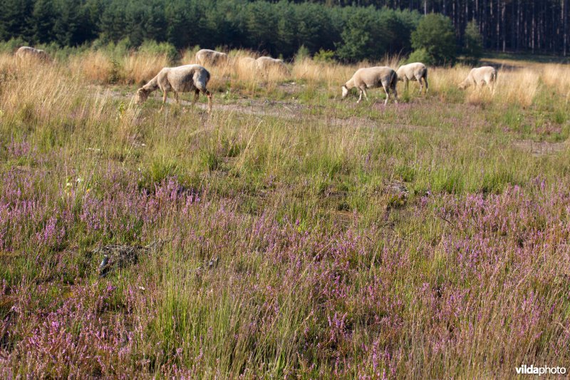 Begrazing door schapen