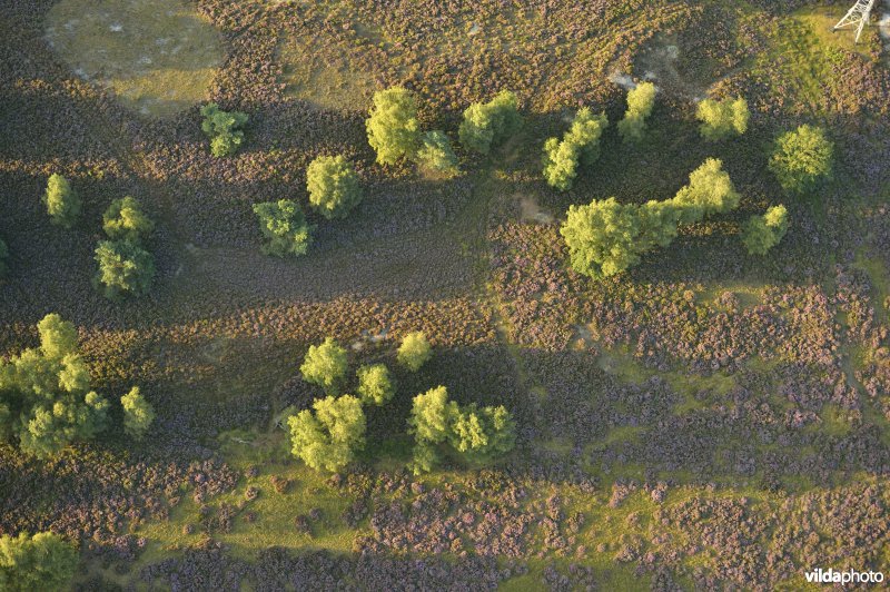 Tenhaagdoornheide