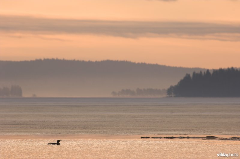 Parelduiker in Zweden