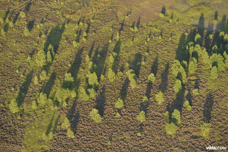 Mechelse Heide in bloei