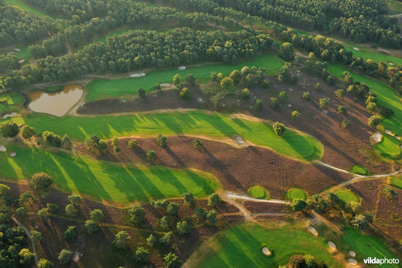 Golfterrein met bloeiende heide