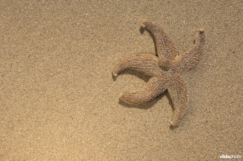 Aangespoelde zeester