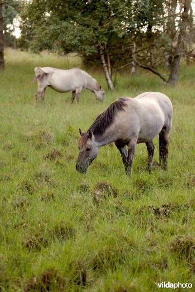 Begrazing door paarden