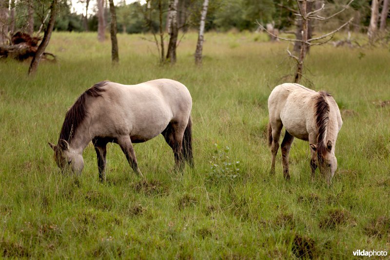 Begrazing door paarden