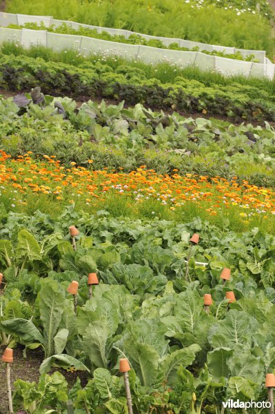 Moestuin