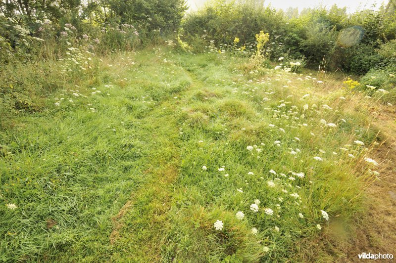 Bloemrijk grasland in natuurlijke tuin