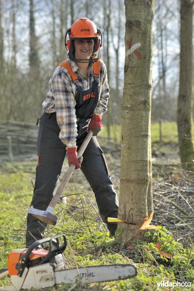 Vellen van een boom met een velwig