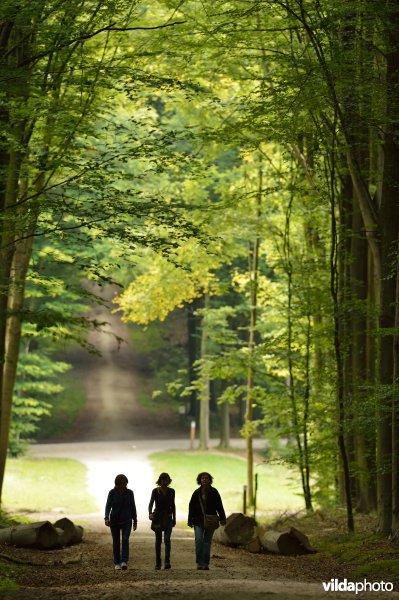 Wandelen in het Park van Tervuren