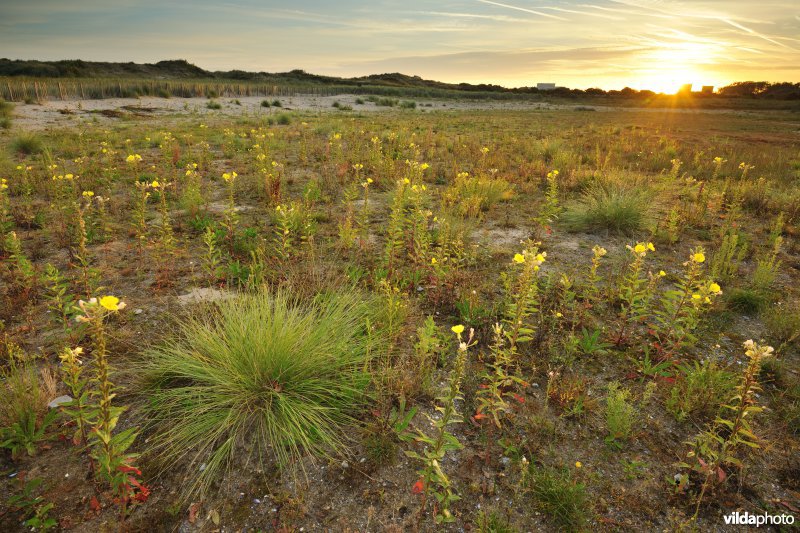 Helmgras en Grote teunisbloem in de Cosmos duinen