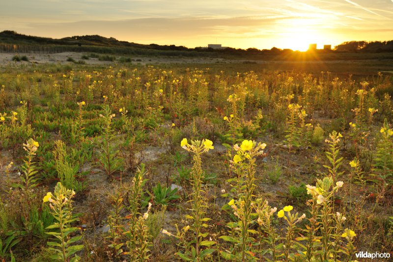 Teunisbloemen in de Cosmos duinen