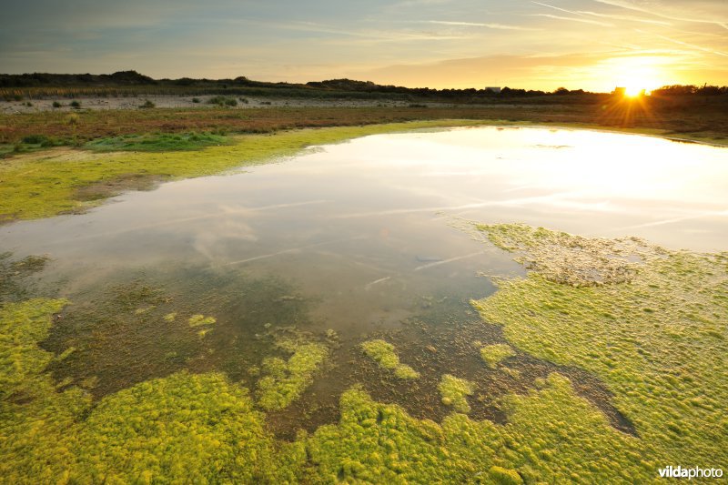 Poel in de Cosmosduinen