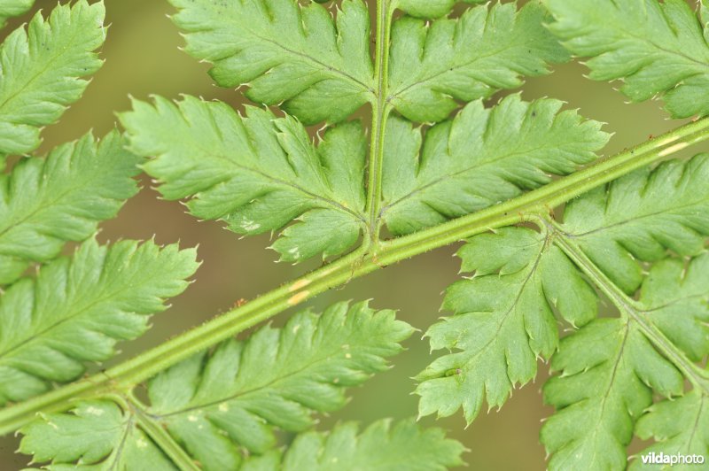 Blad van Brede stekelvaren