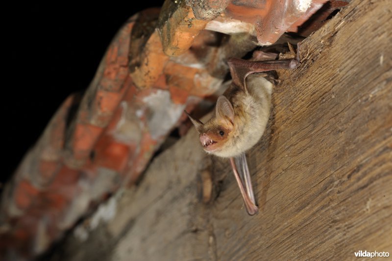 Kleine vale vleermuis