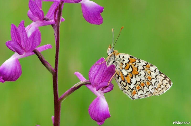 Knoopkruidparelmoervlinder op ijle orchis