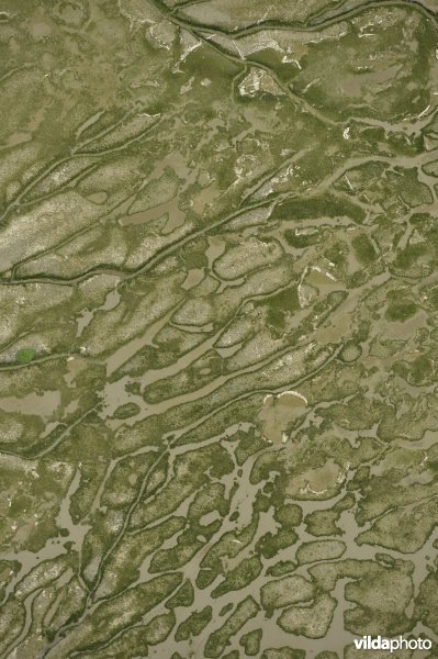 Schorren en slikken van Ketenisse