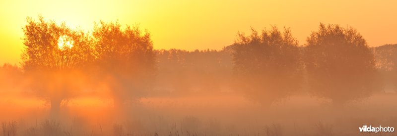 Assebroekse meersen