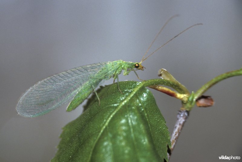 Groene gaasvlieg of goudoogje