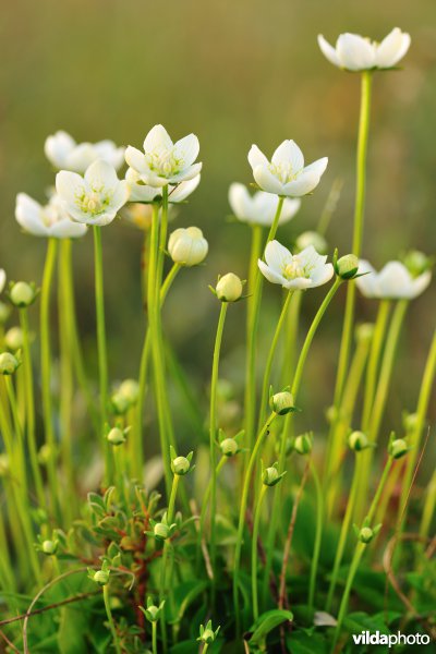 Parnassia