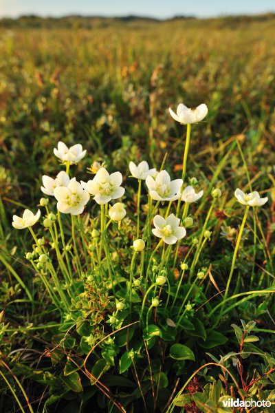 Parnassia