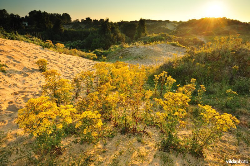 Plaatsduinen