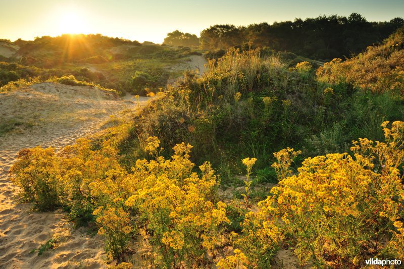 Plaatsduinen