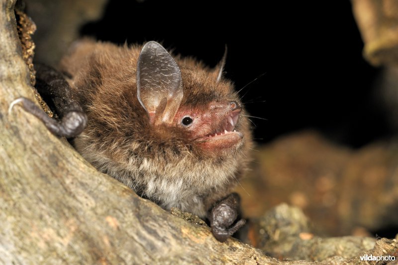 Nimfvleermuis in boomholletje