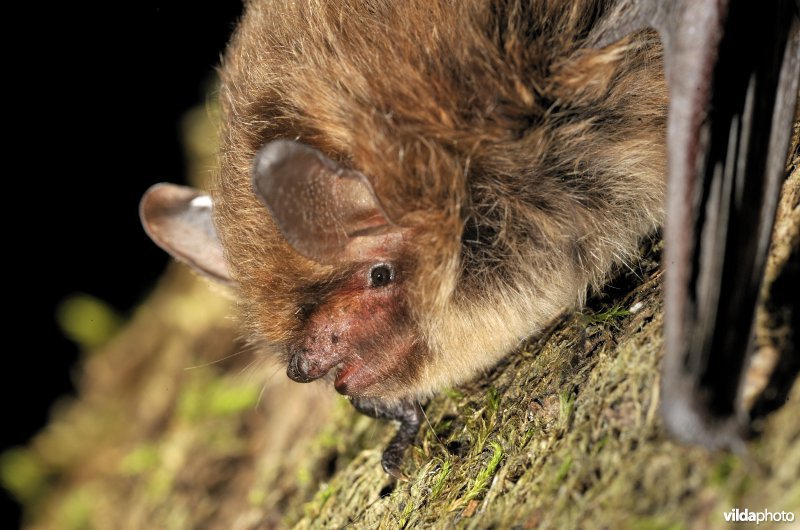 Portret van Nimfvleermuis