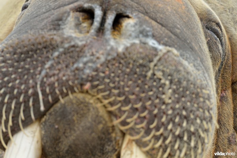 Snoet van Walrus