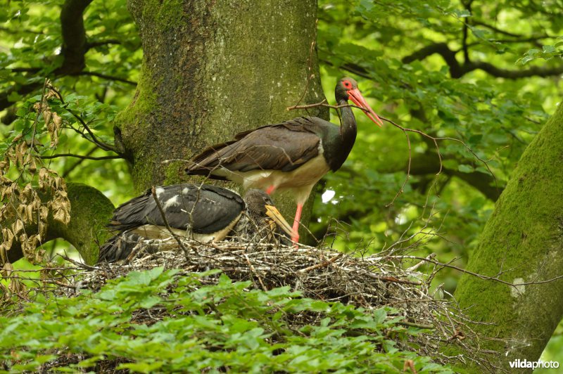 Zwarte ooievaar
